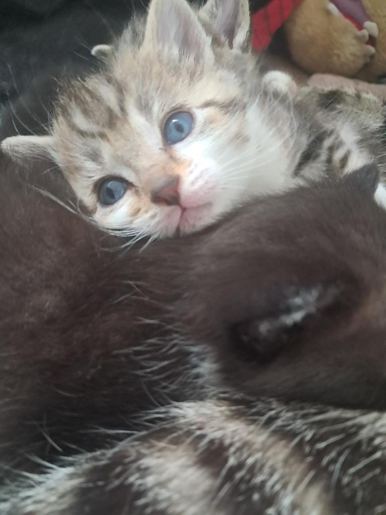 Kitten, Dieren en Toebehoren, Katten en Kittens | Raskatten | Korthaar, Meerdere dieren, 0 tot 2 jaar, Ontwormd
