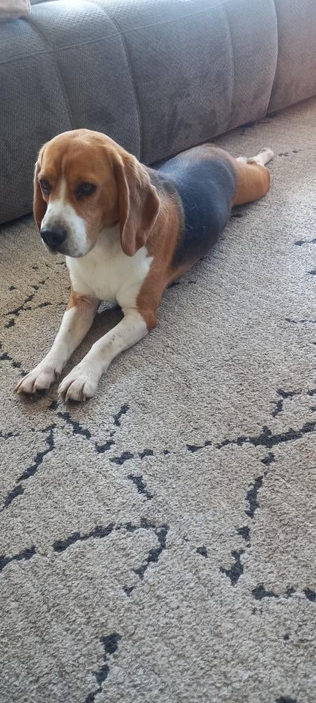Lieve Beagle aangeboden, Dieren en Toebehoren, Beagle, Reu, Eén hond, 3 tot 5 jaar