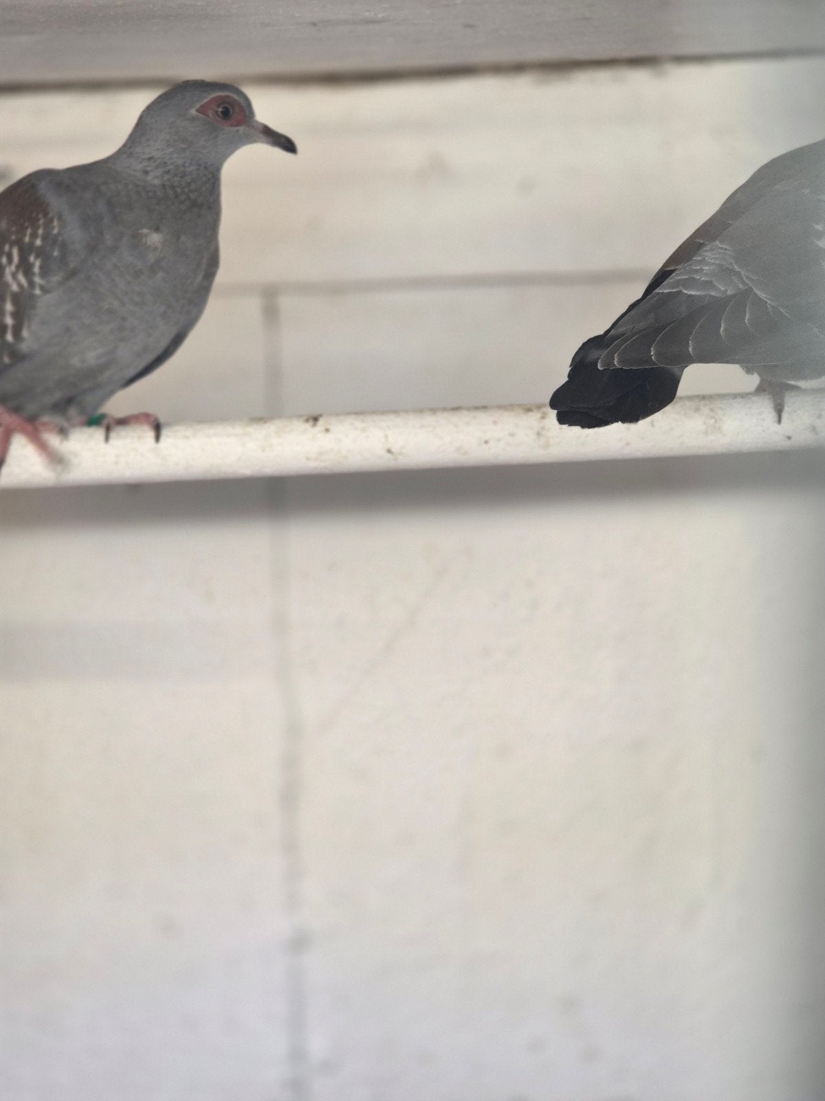 guinea duiven, Dieren en Toebehoren, Vogels | Duiven, Meerdere dieren, Overige soorten