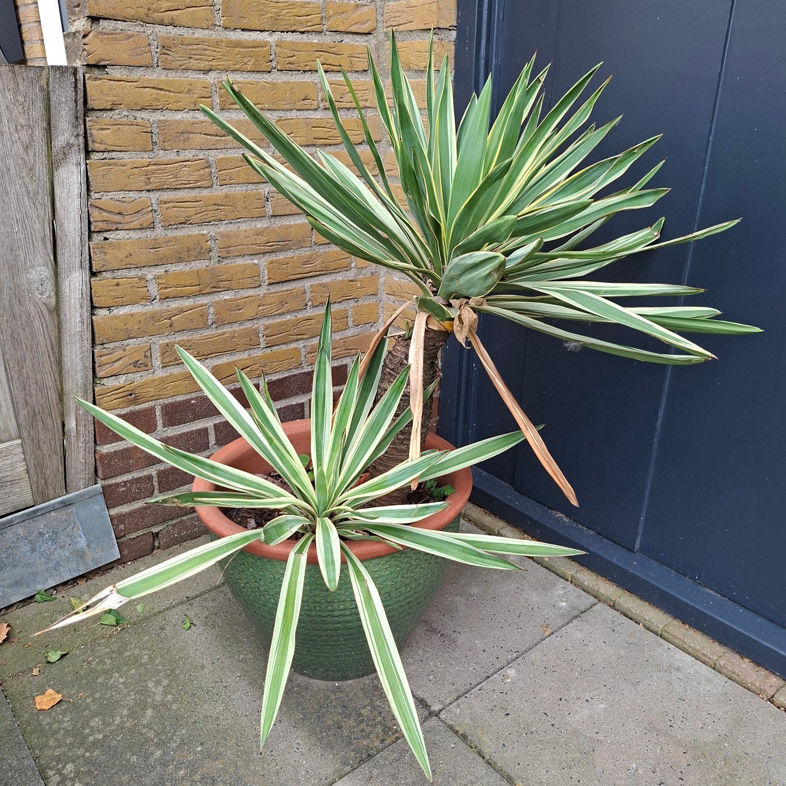 Grote Yucca Gold, Tuin en Terras, Volle zon, Vaste plant, Bloeit niet, Ophalen