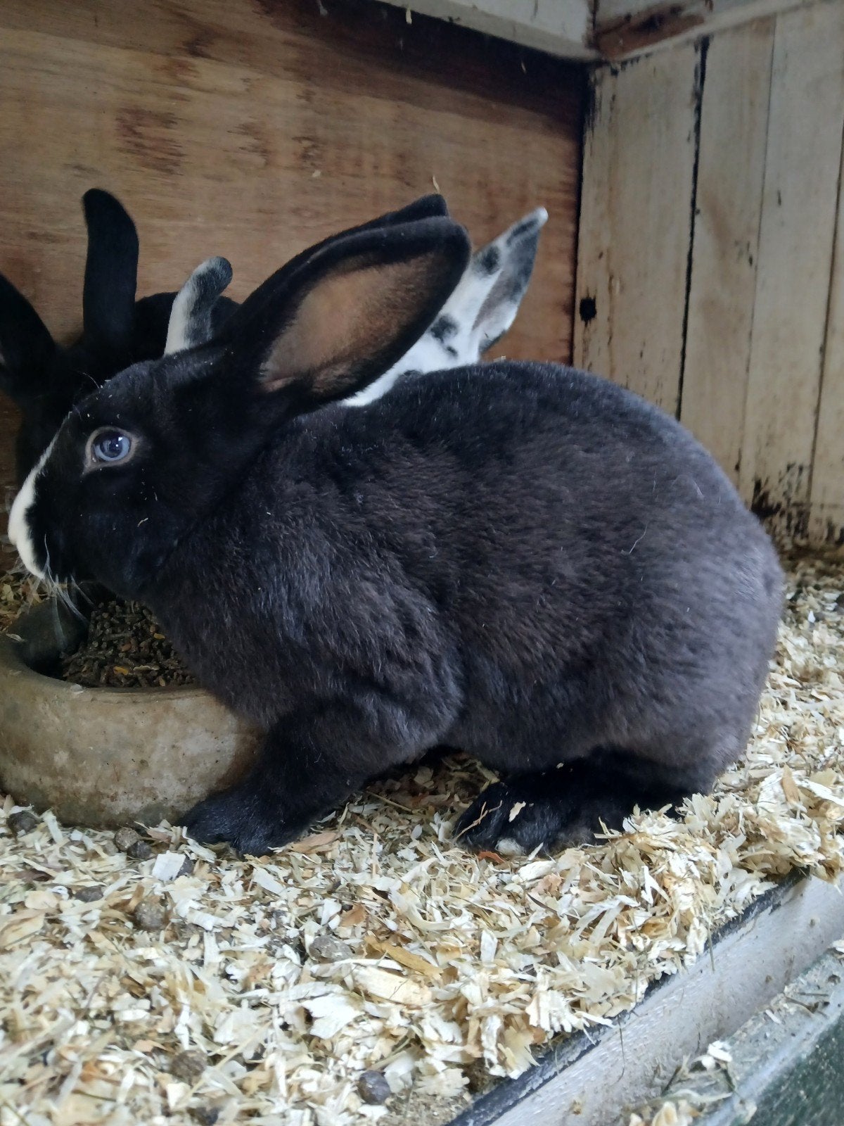 1 zwart Rex rammetje, Dieren en Toebehoren, Mannelijk, Middelgroot, 0 tot 2 jaar