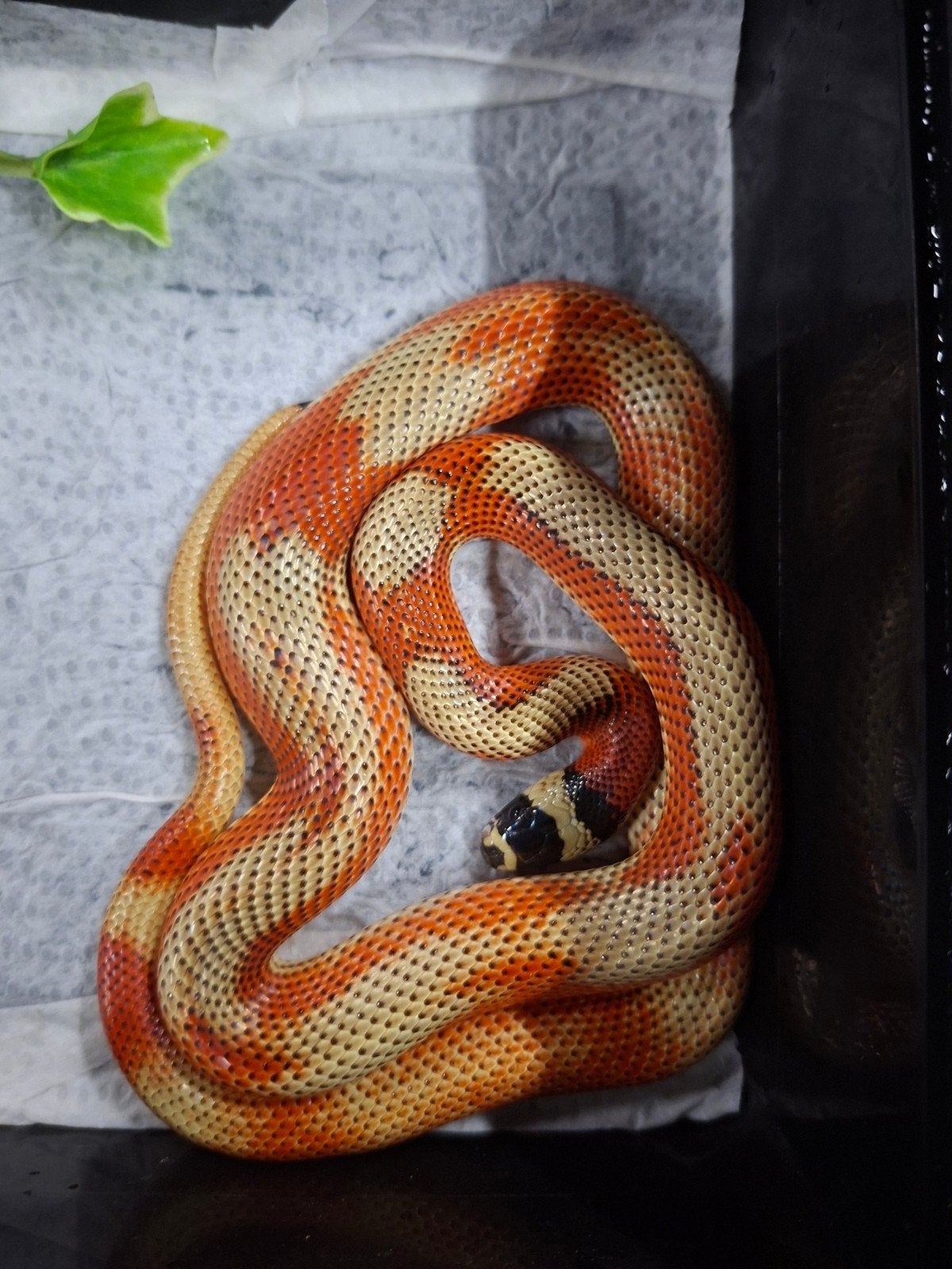 Lampropeltis triangulum stuarti Milk Snake - unknown for sale from Terra Tak