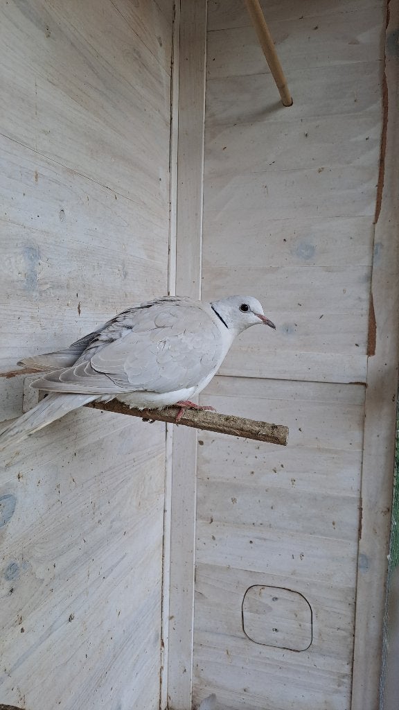 Tortelduiven, Dieren en Toebehoren, Geslacht onbekend, Overige soorten