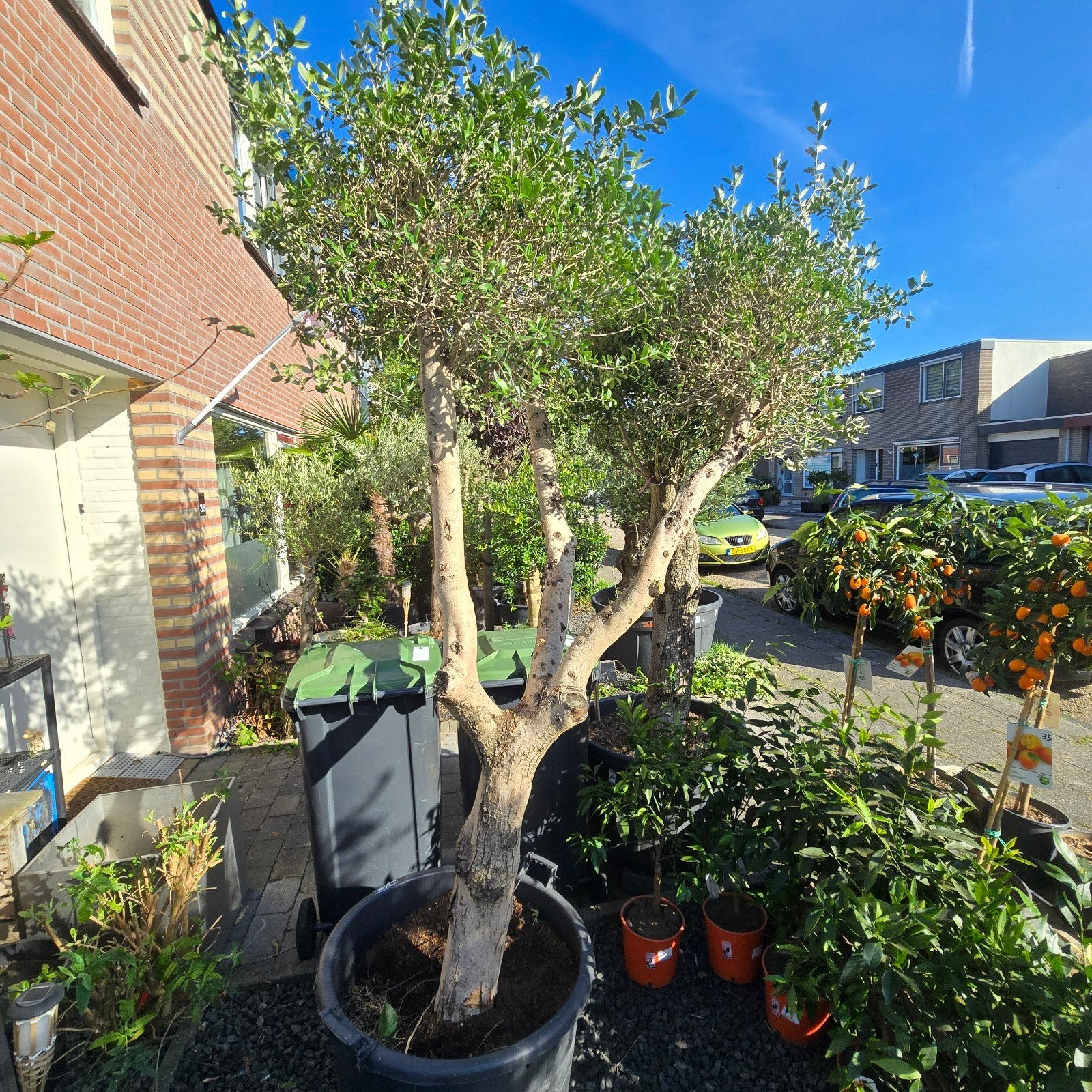 super aanbieding normaal €400 nu €200 olijfboom mediterrane, 100 tot 250 cm, Olijfboom, Zomer, Ophalen