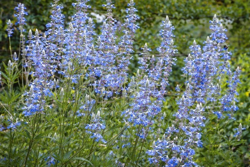 salvia uliginosa te koop 3 liter pot, Ophalen, Vaste plant, Overige soorten, Volle zon