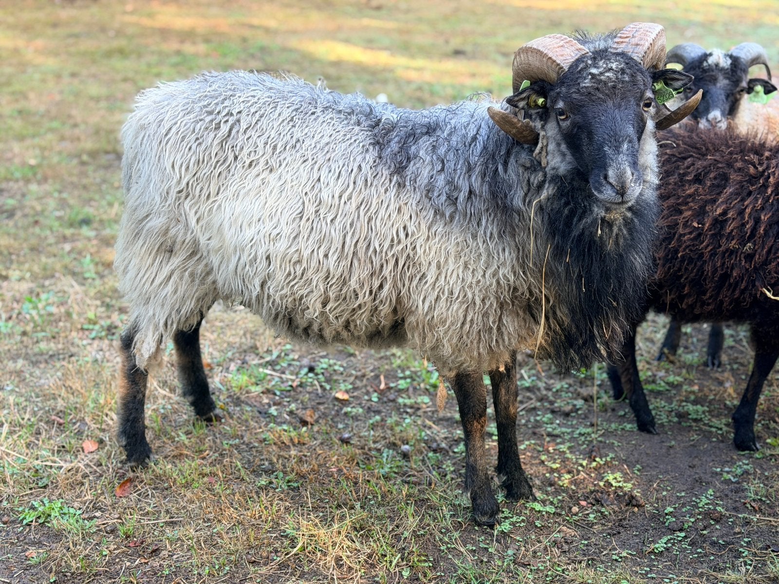 Grijze / blauwe Skudde ram te koop, Mannelijk, Schaap
