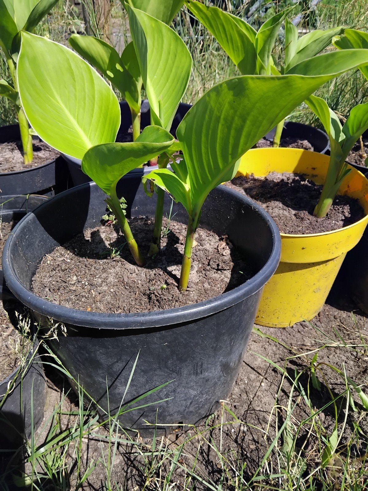 Canna planten - Tropische sfeer in uw tuin, Ophalen, Overige soorten, Volle zon