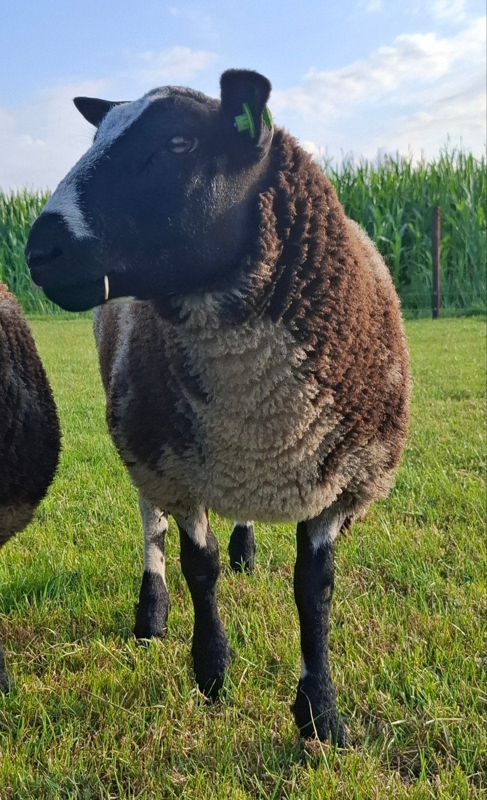 Bonte dekram, Dieren en Toebehoren, Mannelijk, Schaap, 0 tot 2 jaar
