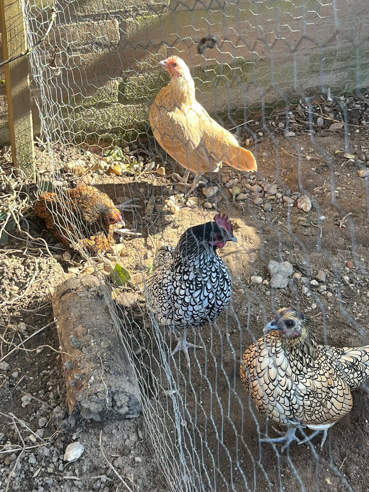 Op zoek naar een nieuw huis: 4 leuke Sebright kippen, Dieren en Toebehoren, Pluimvee, Vrouwelijk, Kip