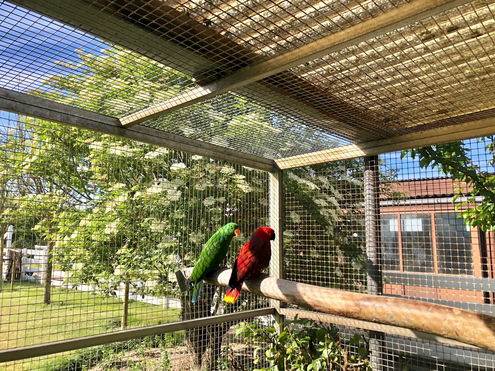 Te koop Halmahera Edelpapegaaien, Dieren en Toebehoren, Vogels | Parkieten en Papegaaien, Meerdere dieren, Papegaai