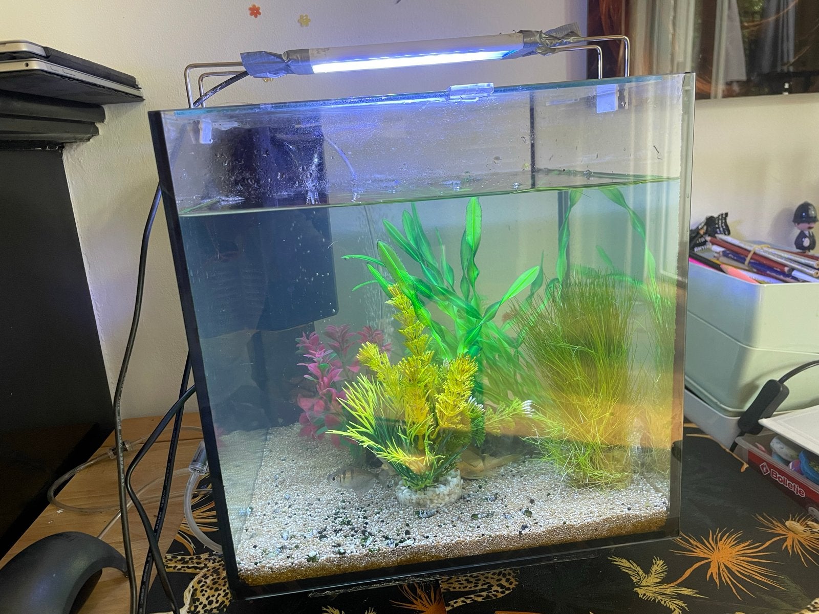 Aquarium compleet en met vissen, Ophalen, Overige merken, Gevuld zoetwateraquarium, Inclusief vissen