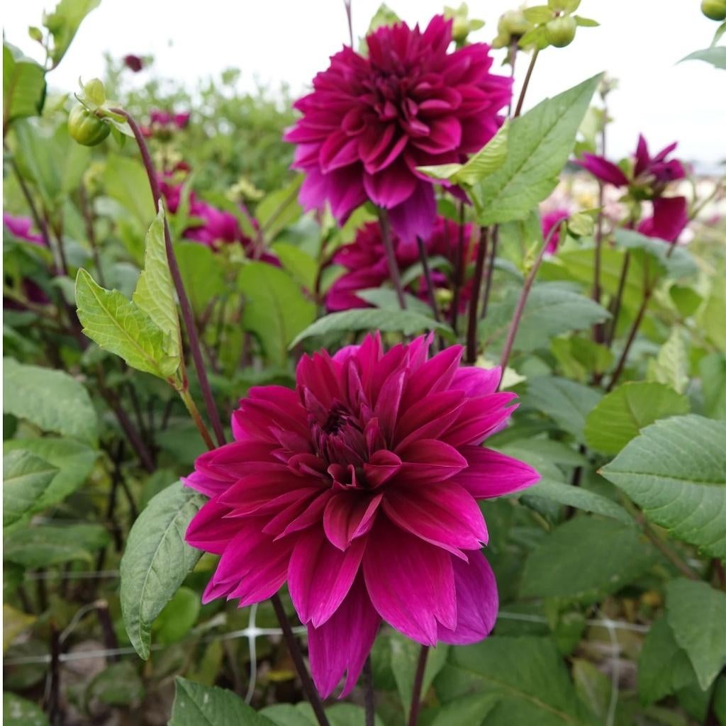 Dahlia knollen Thomas Edison te koop!, Ophalen of Verzenden, Voorjaar, Volle zon, Knol