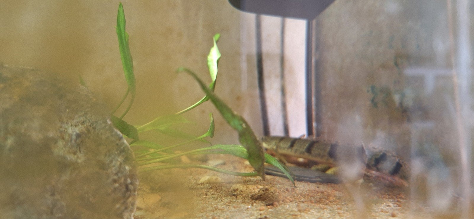 slangenkopvis, Dieren en Toebehoren, Vissen | Aquariumvissen, Vis, Zoetwatervis