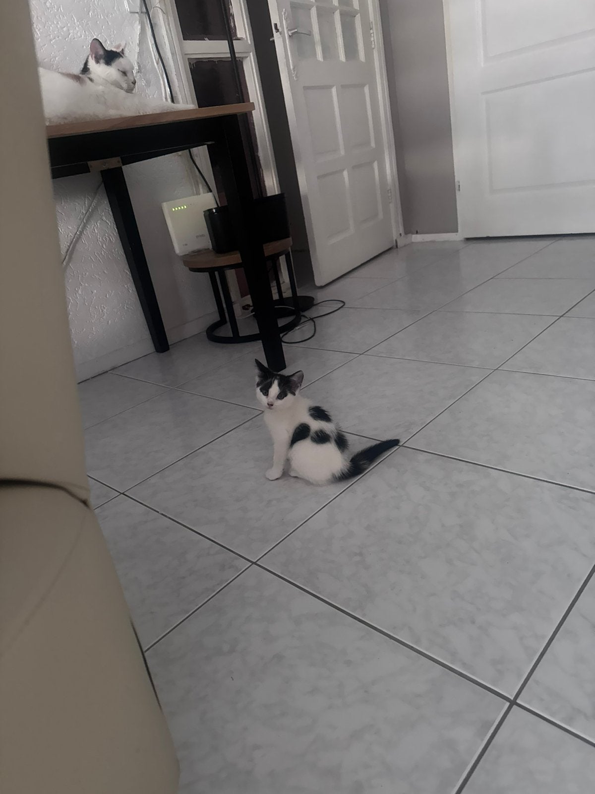 LIEVE KITTEN ZOEKT EEN WARM EN LIEF HUISJE, Meerdere dieren, Kortharig, 0 tot 2 jaar