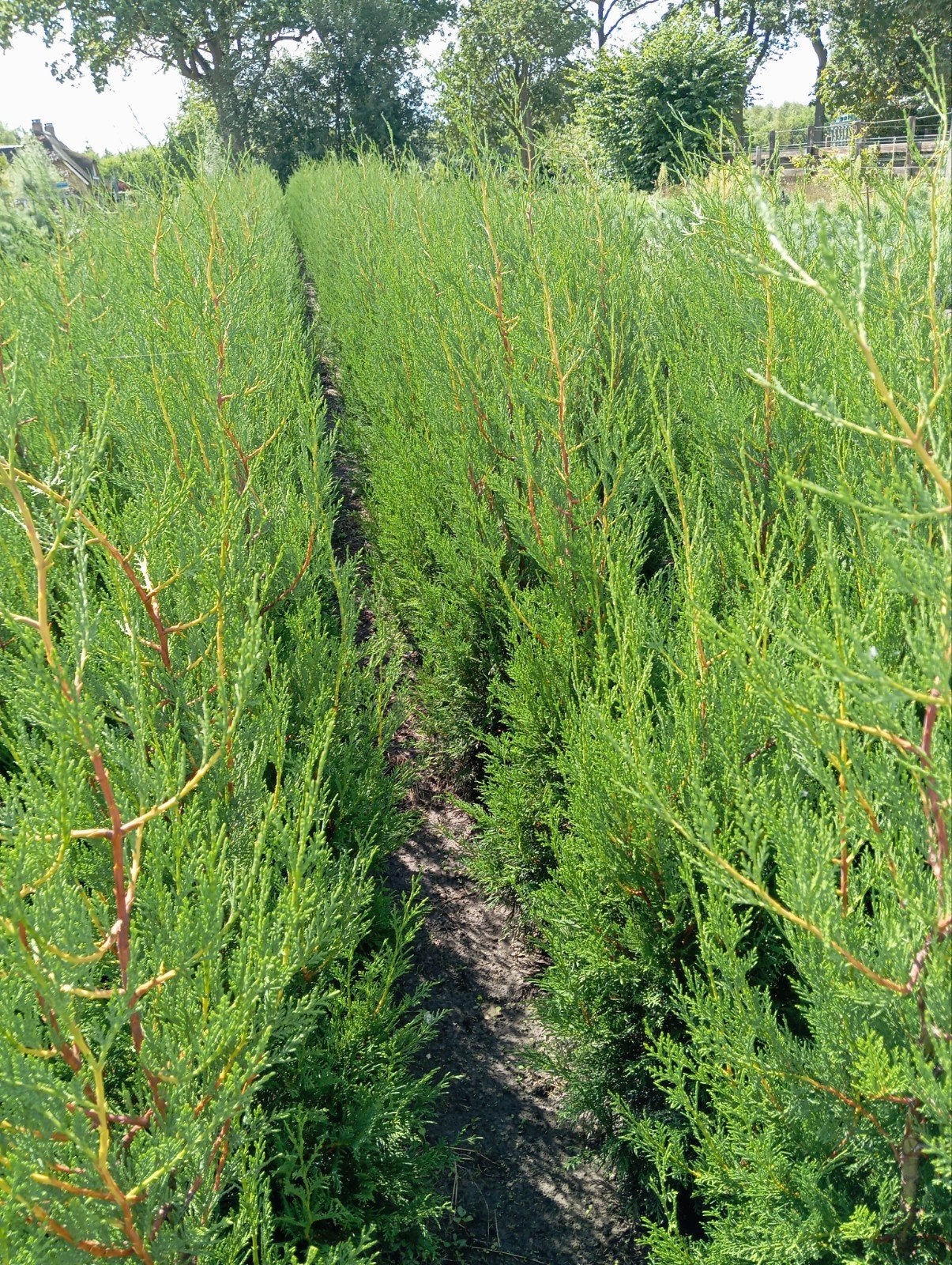 Leylandii 2001, Ophalen, Conifeer, 100 tot 250 cm