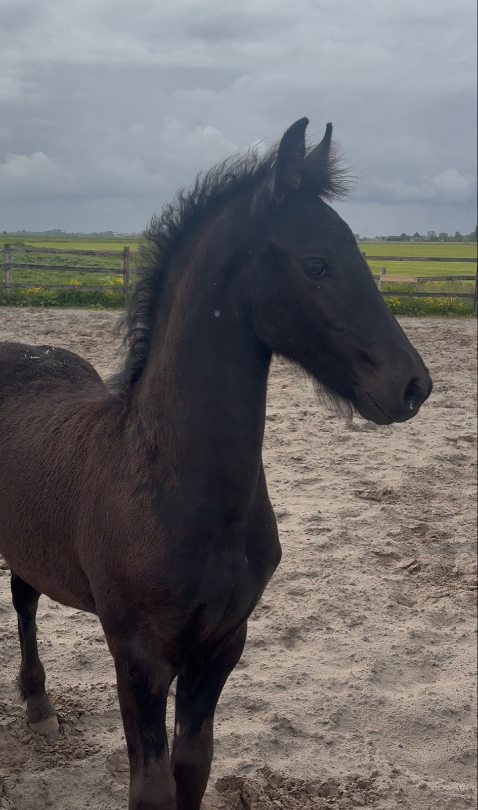 Fries hengsten veulen Jimte, Dieren en Toebehoren, Paarden, Hengst, Niet van toepassing, Minder dan 160 cm, 0 tot 2 jaar
