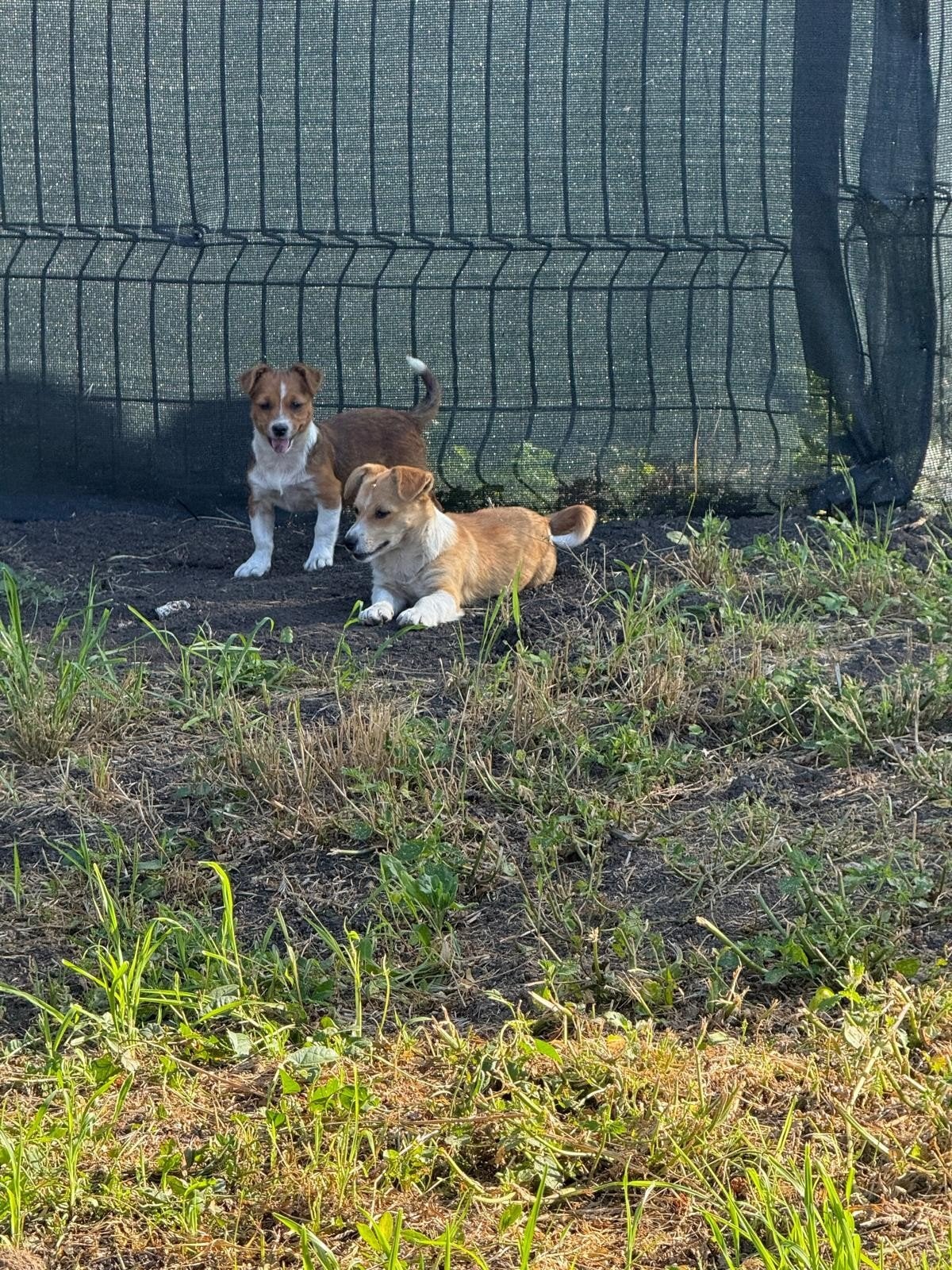 Puppy zoekt thuis, herplaatser, asielhond, Dieren en Toebehoren, Honden | Niet-rashonden, Particulier, 15 weken tot 1 jaar, Buitenland