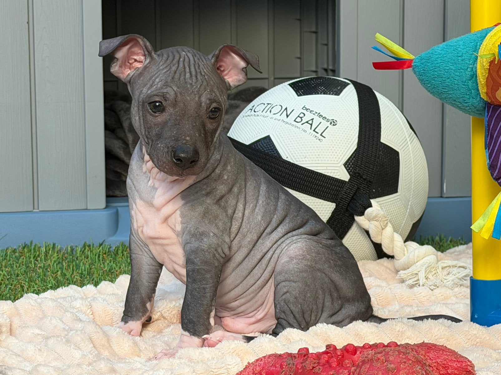 American Hairless Terrier/amerikaanse naakthond/nog 1 reutje, Dieren en Toebehoren, Parvo, Nederland, Overige rassen, 8 tot 15 weken
