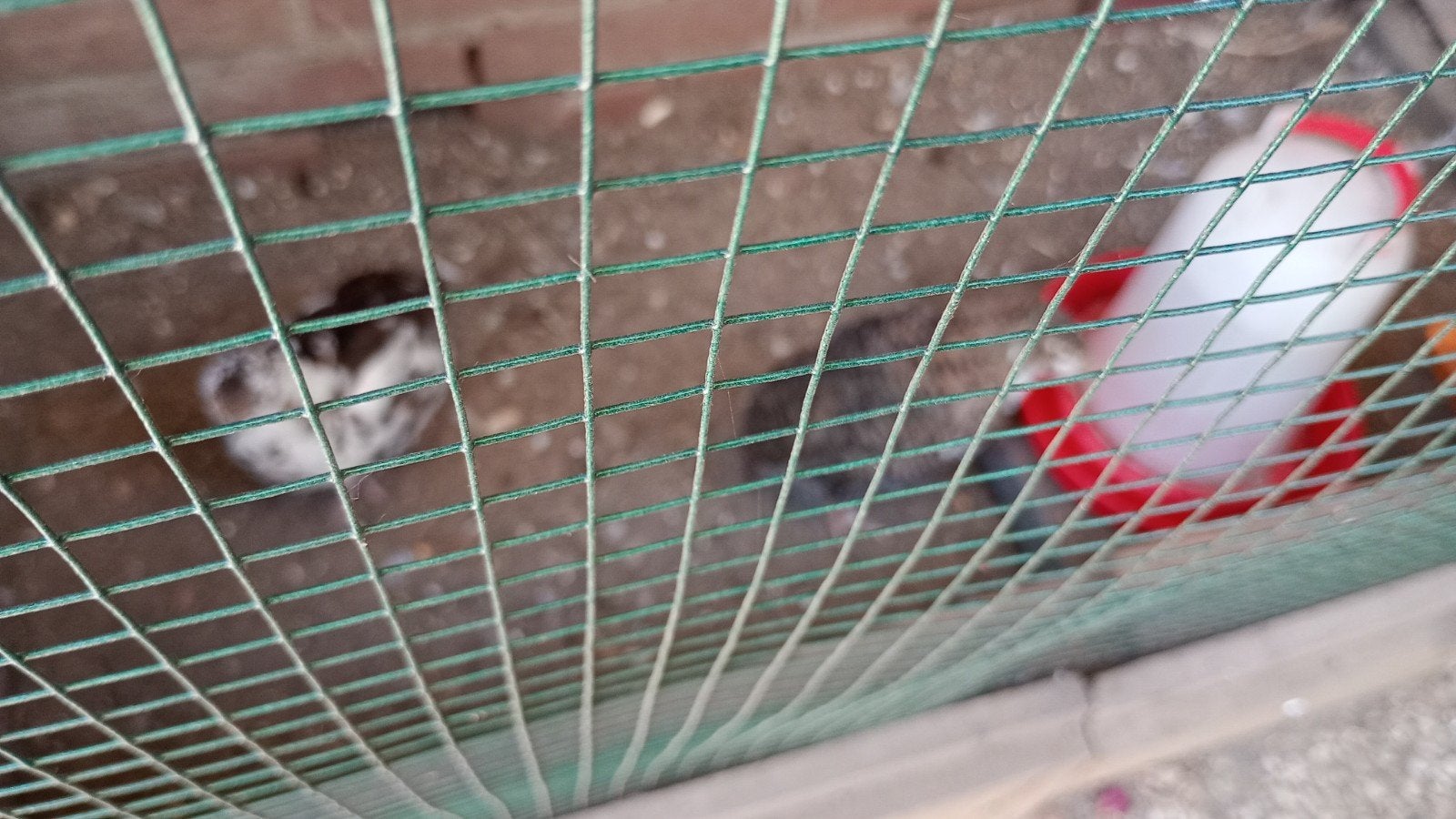 Kwartels, Meerdere dieren, Overige soorten