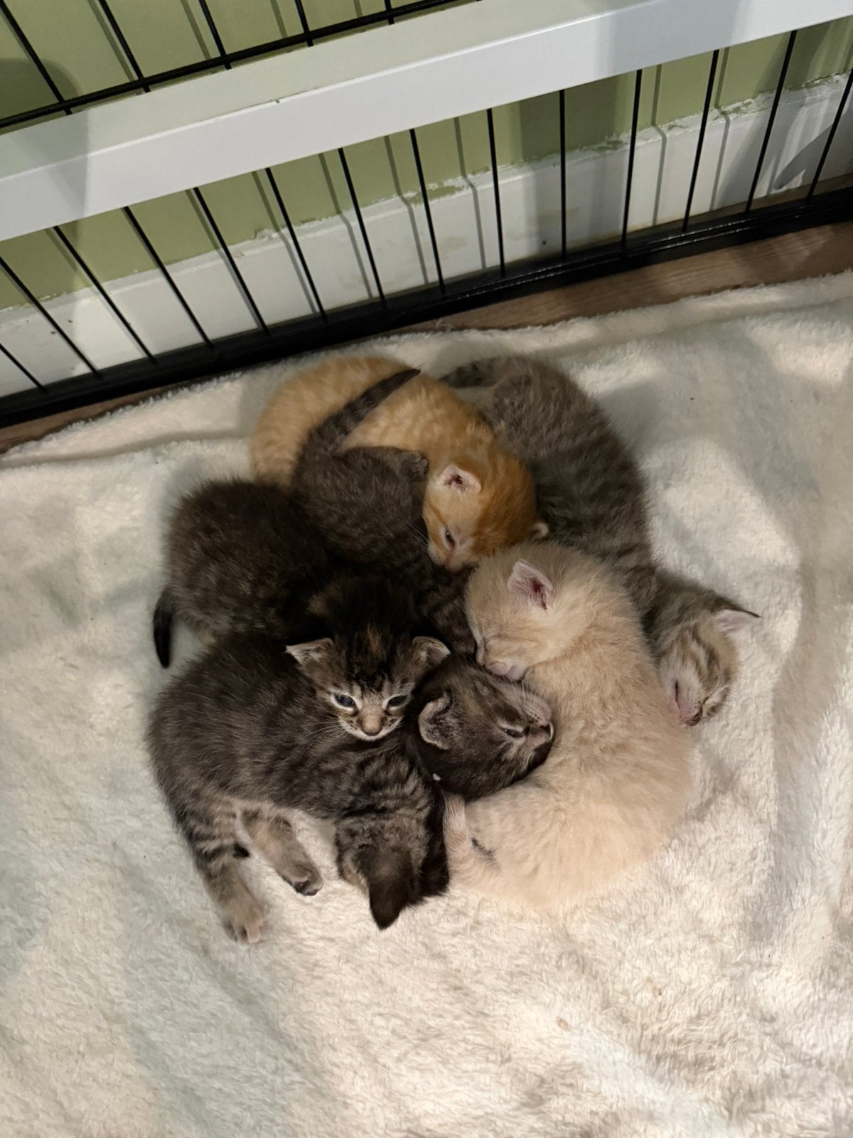 4 super aanhankelijke kittens, Meerdere dieren, Ontwormd, 0 tot 2 jaar