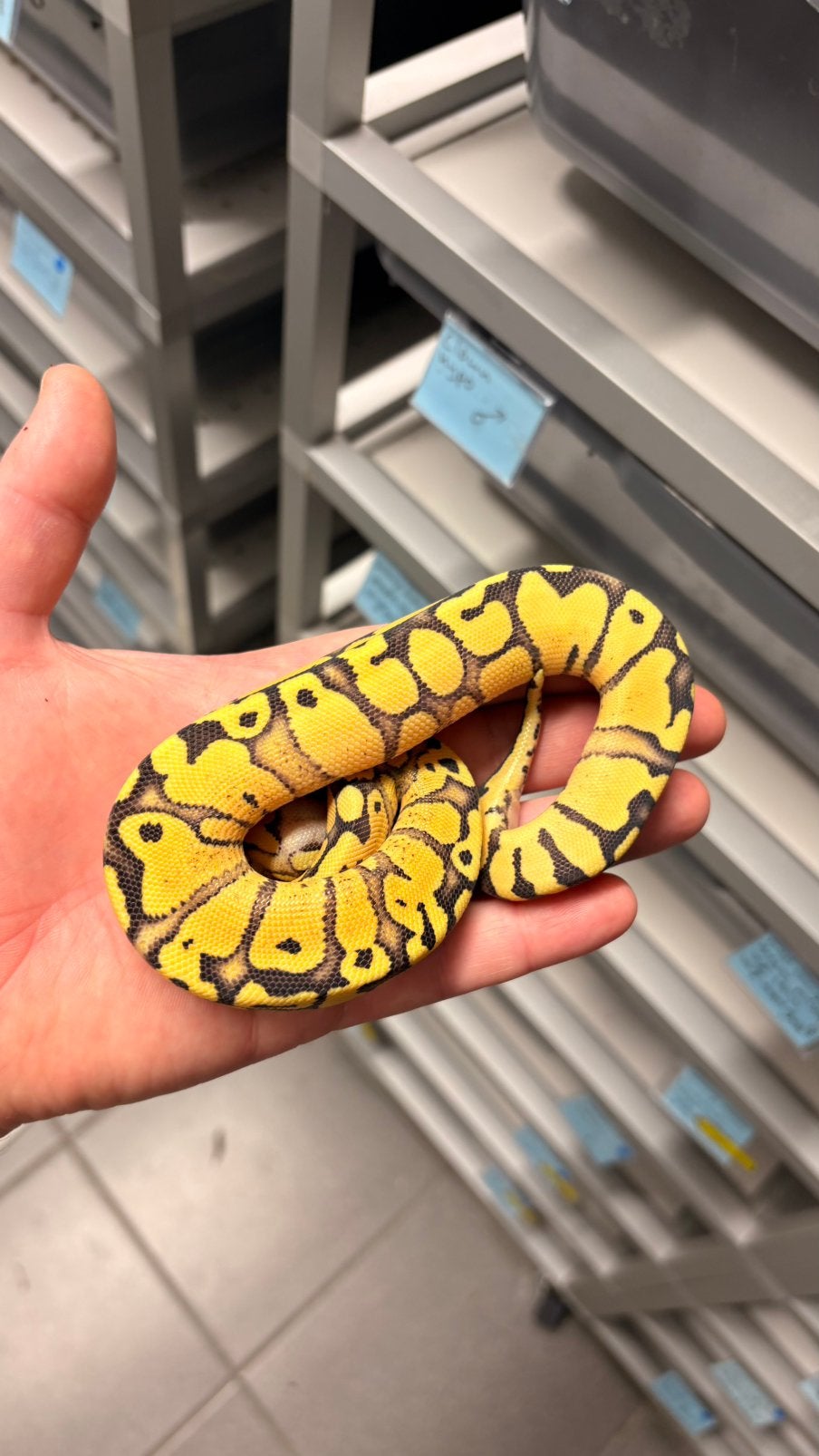 Red stripe pastel desert ghost ball python Ball Python photo 3