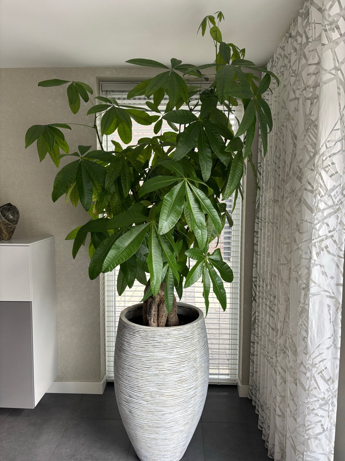 Grote Pachira aquatica met Pot - 220 cm hoog, Ophalen, 200 cm of meer, Overige soorten, Halfschaduw