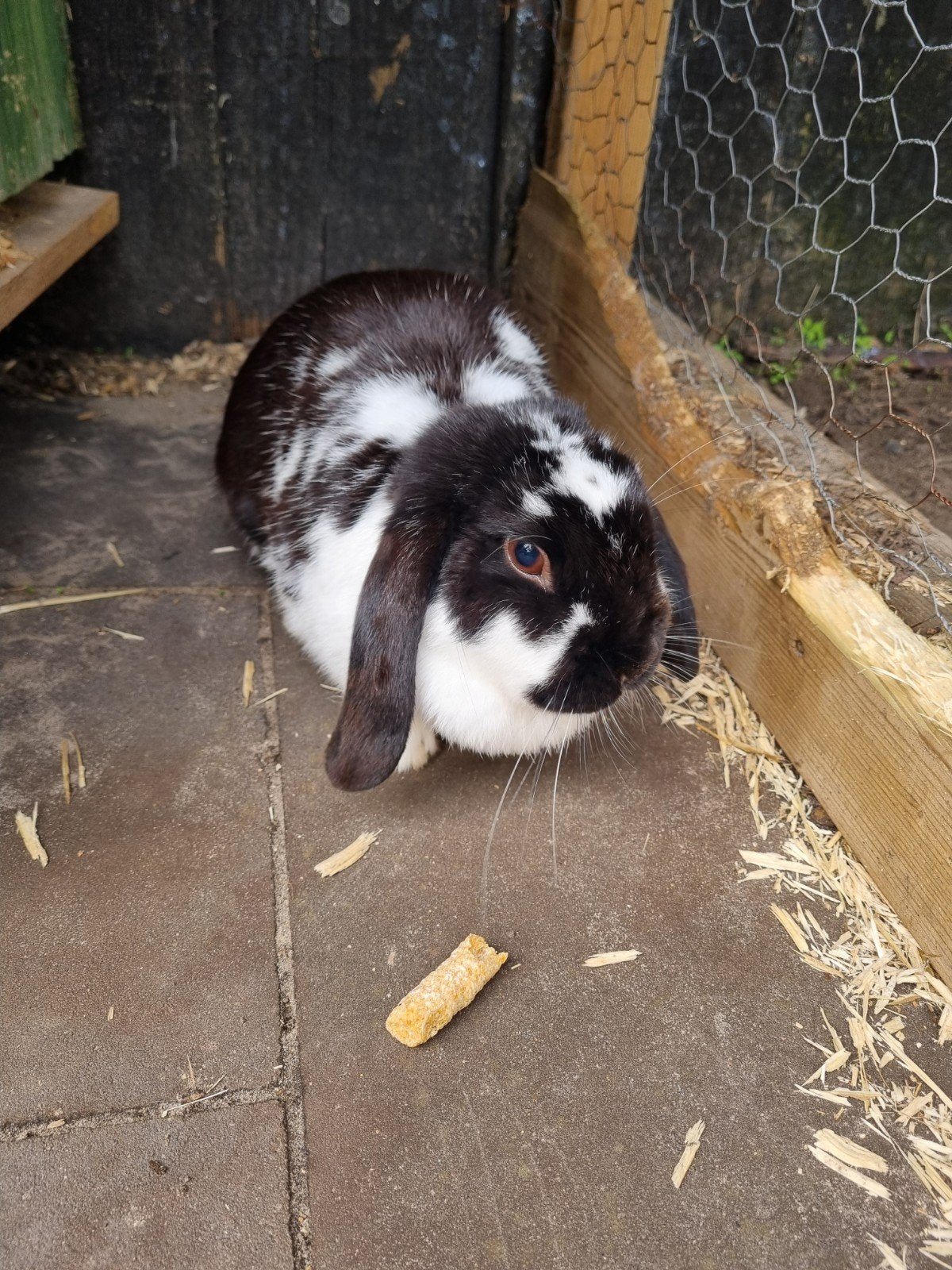 2 super lieve konijnen, Dieren en Toebehoren, Meerdere dieren, Middelgroot, Hangoor, 3 tot 5 jaar