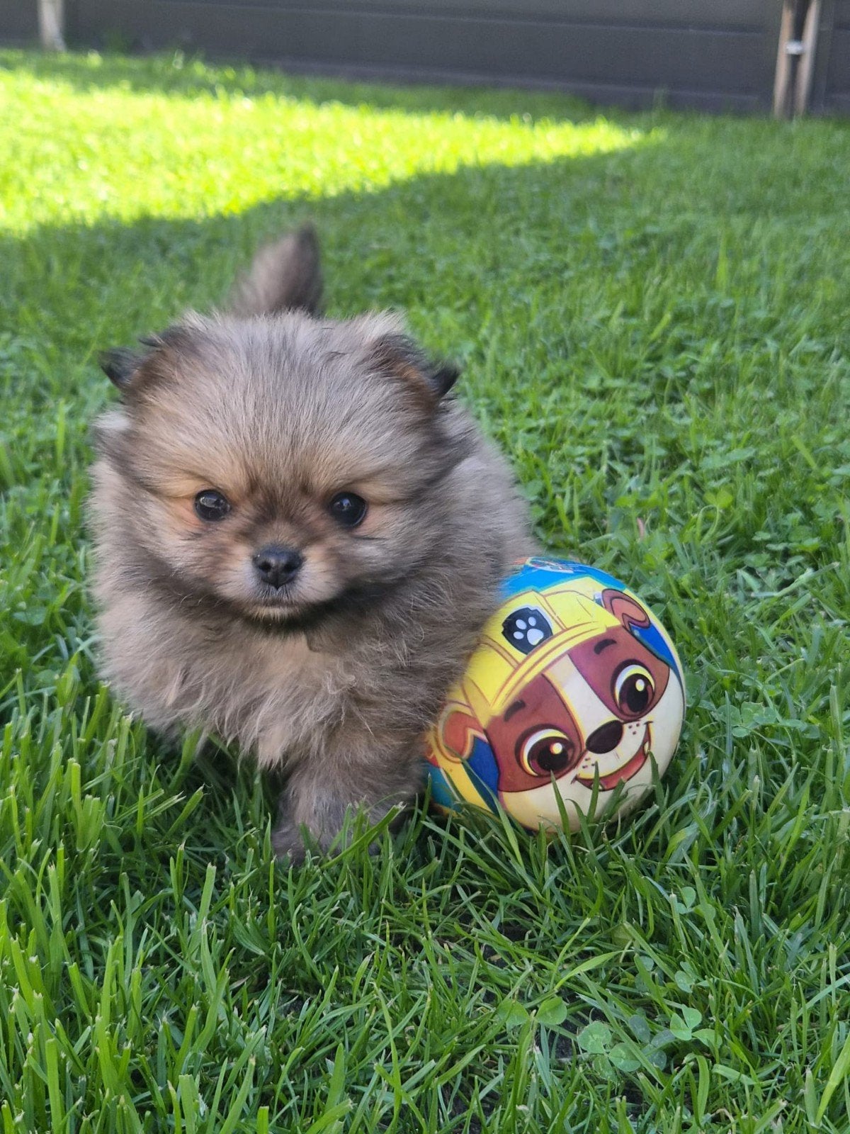 Pomeriaan pupje, Dieren en Toebehoren, 8 tot 15 weken, Eén hond, Nederland, Particulier