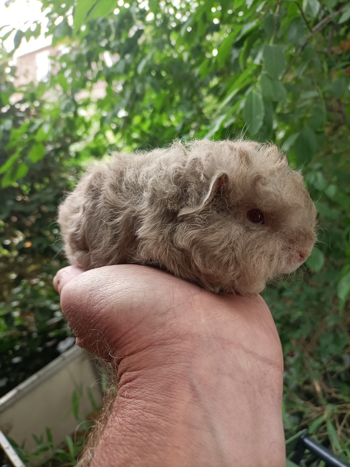 Jong cavia beertje, Juni