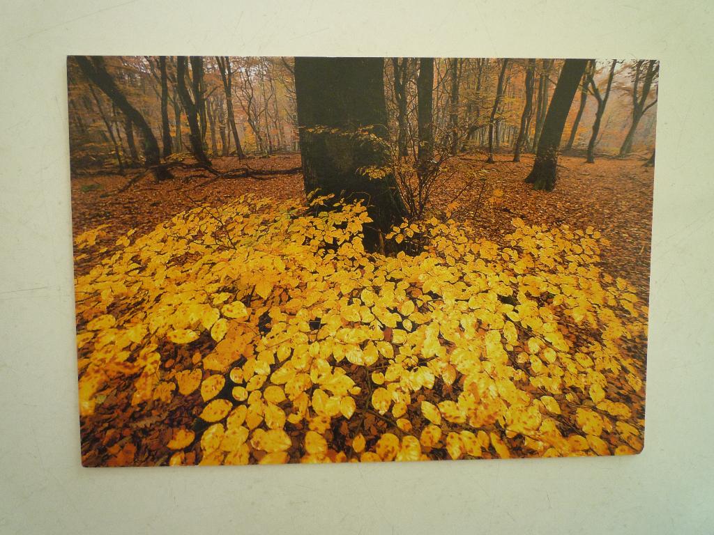Art unlimited kaart Gelderland Speulderbos door Martin Kers, Ophalen of Verzenden, 1940 tot 1960, Gelderland