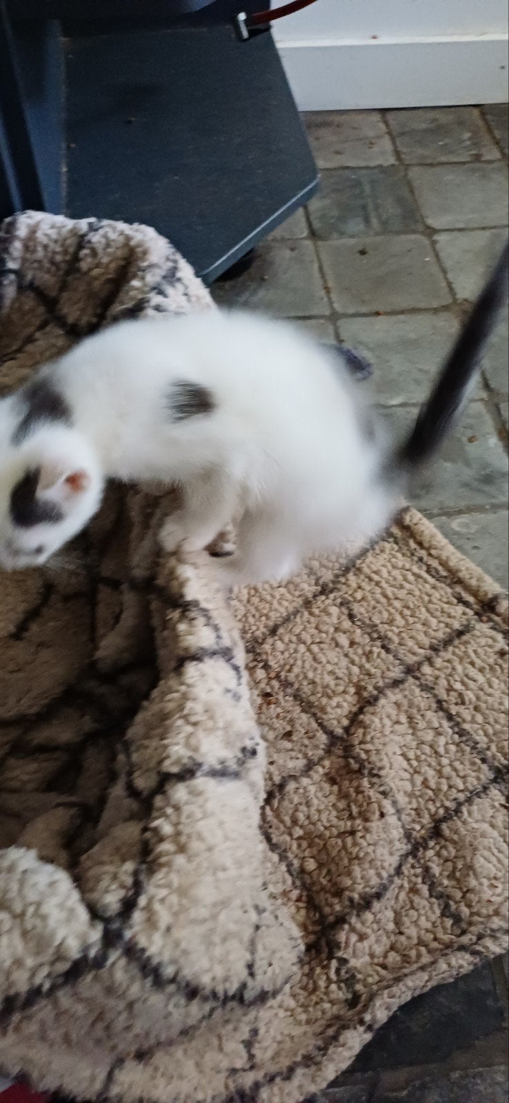 Prachtige jonge kitten poesje!, Dieren en Toebehoren, Poes