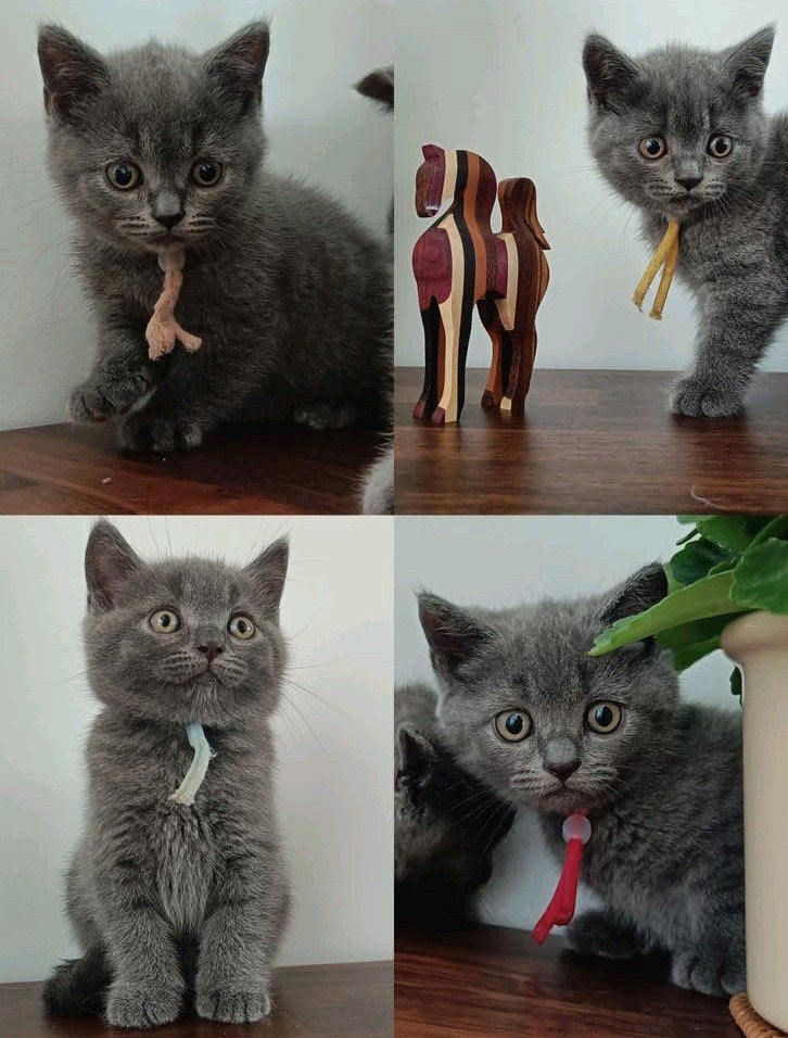 Leuke Britse korthaar kittens, incl. vaccinatie en DA check, Dieren en Toebehoren, Katten en Kittens | Raskatten | Korthaar, Meerdere dieren