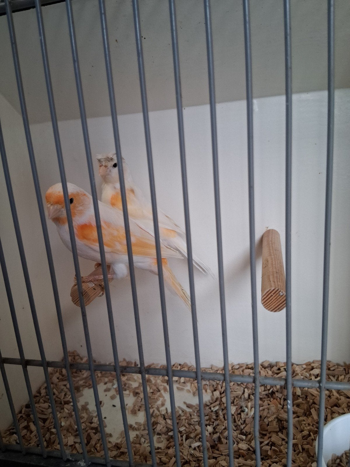 vele soorten vogels kanarie parkiet papagaai tropen zaterdag, Meerdere dieren, Kleurkanarie