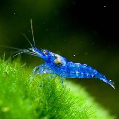 Blue Star Neocaridina garnalen, Dieren en Toebehoren, Kreeft, Krab of Garnaal, Zoetwatervis, Schoolvis