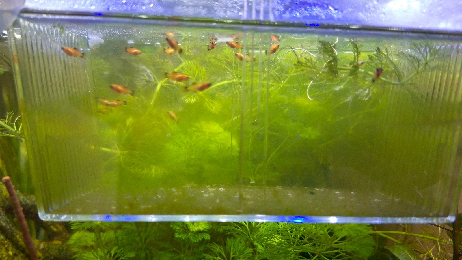 Gratis platy baby jong, Dieren en Toebehoren, Ophalen