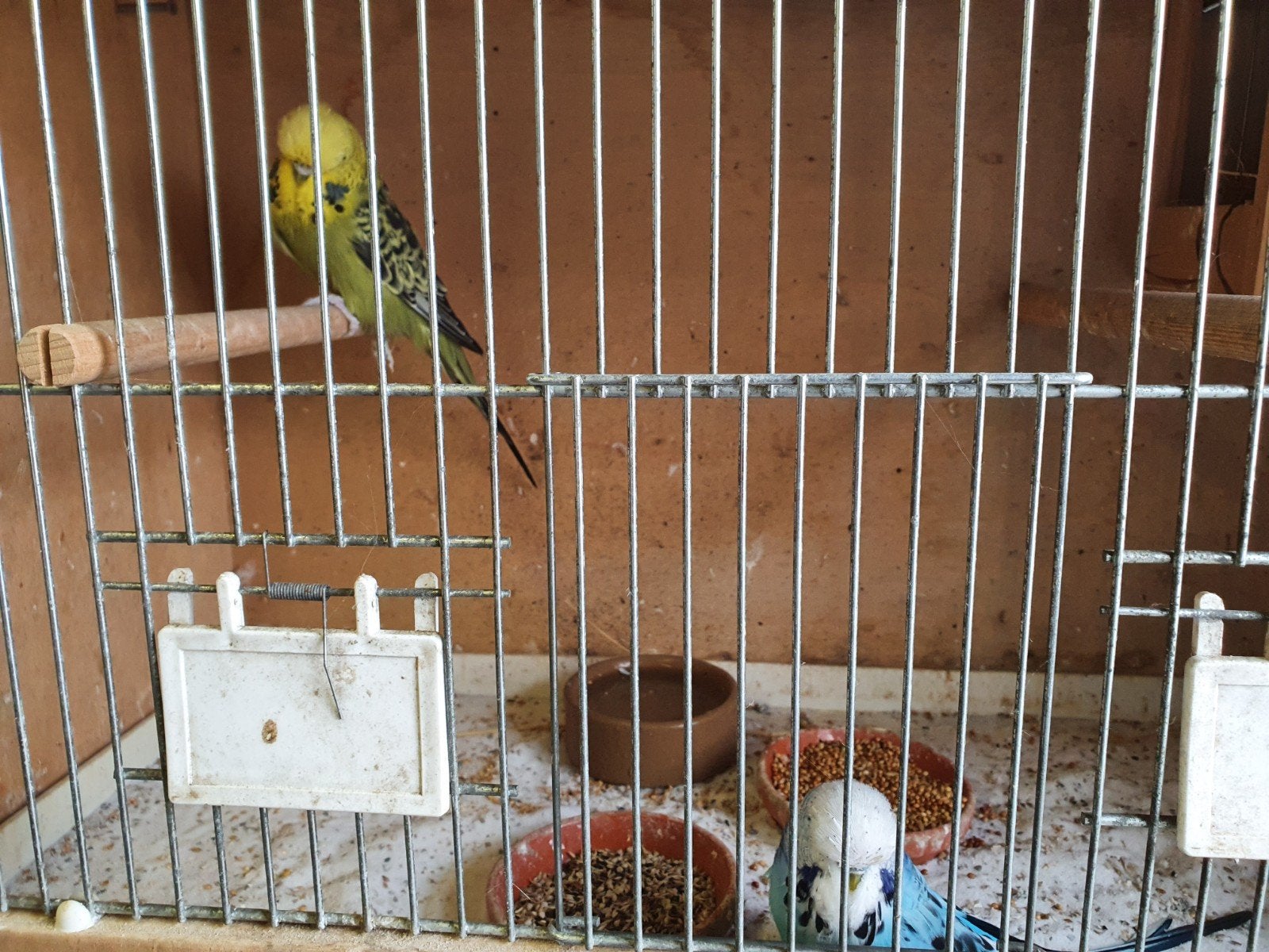 Engelse grasparkiet koppel, Meerdere dieren, Parkiet