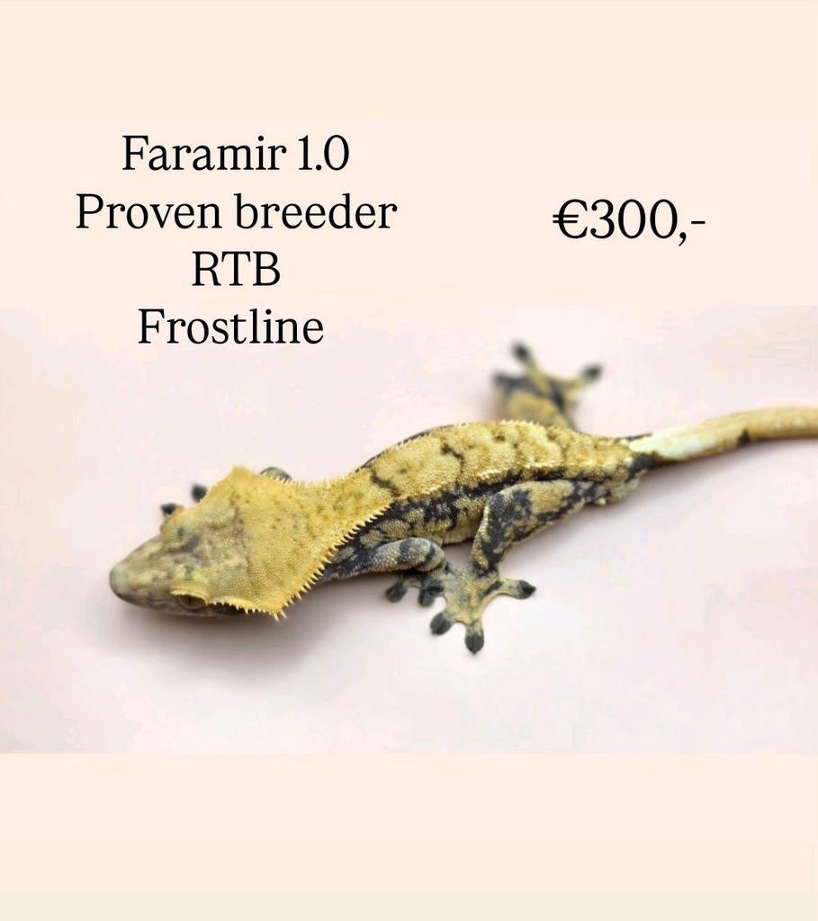 Wimpergekko crested gecko, Dieren en Toebehoren, Hagedis, Tam, 0 tot 2 jaar