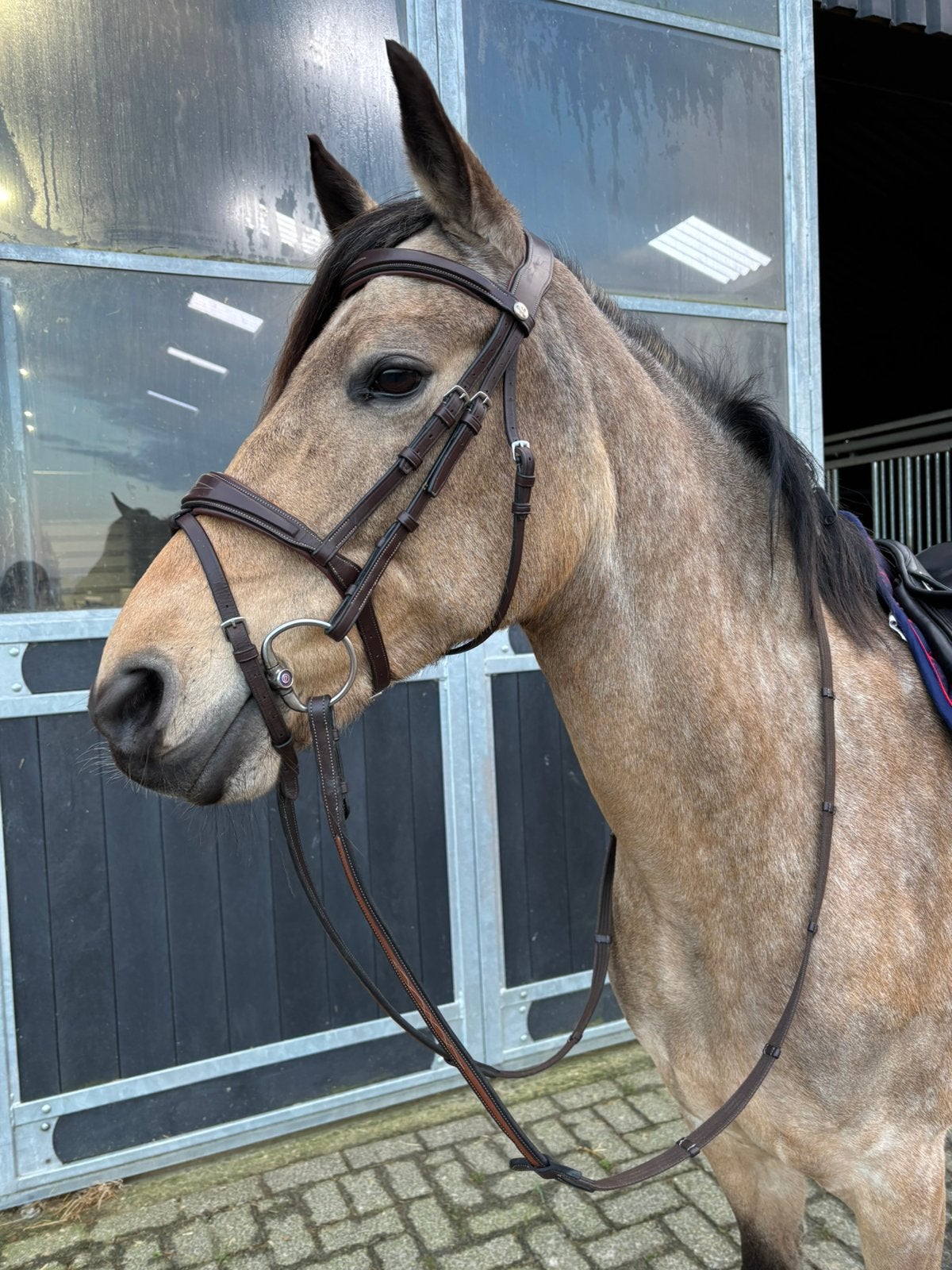 Prestige hoofdstel + teugels Cob bruin, Dieren en Toebehoren, Paarden en Pony's | Hoofdstellen en Tuigage, Ophalen of Verzenden
