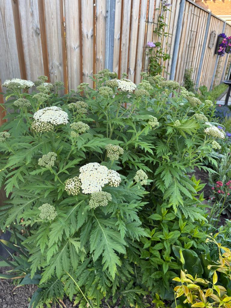 Duizenblad/ Achillea, Ophalen, Overige soorten, Volle zon