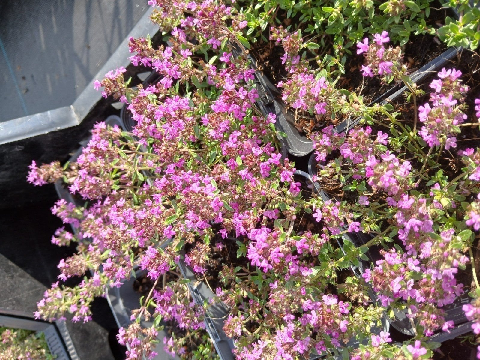 Paarse Kruiptijm 'Purple Beauty' - Bodembedekker, Tuin en Terras, Bodembedekkers, Volle zon, Vaste plant, Ophalen of Verzenden