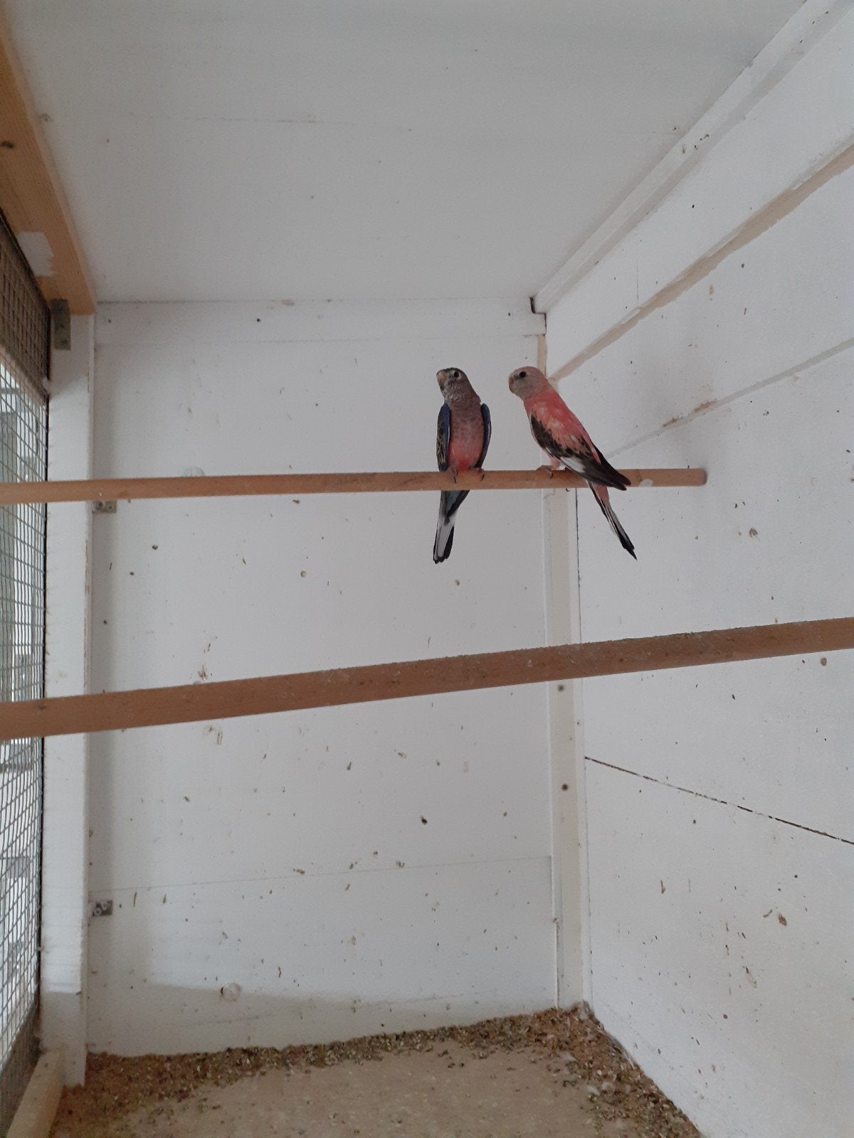 Te koop bourkes parkieten., Dieren en Toebehoren, Meerdere dieren, Parkiet, Geringd