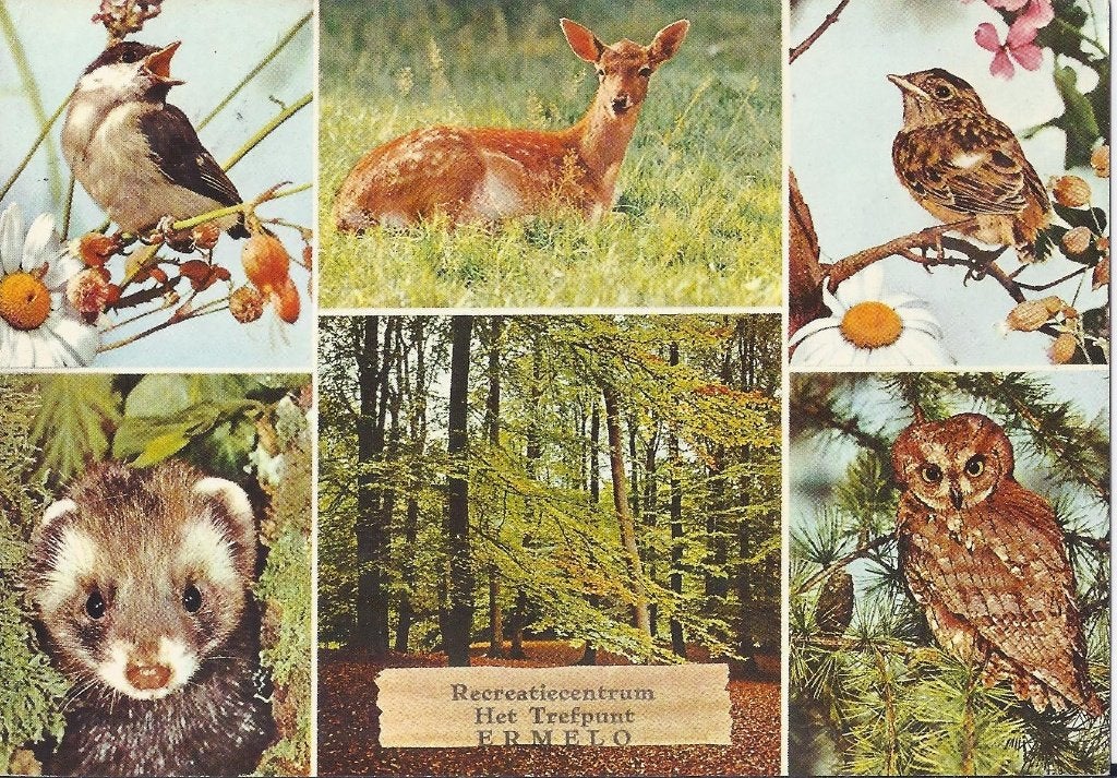 Ermelo Recreatiecentrum Het Trefpunt Ansichtkaart ( 8870), Ophalen of Verzenden, 1960 tot 1980, Gelopen, Gelderland