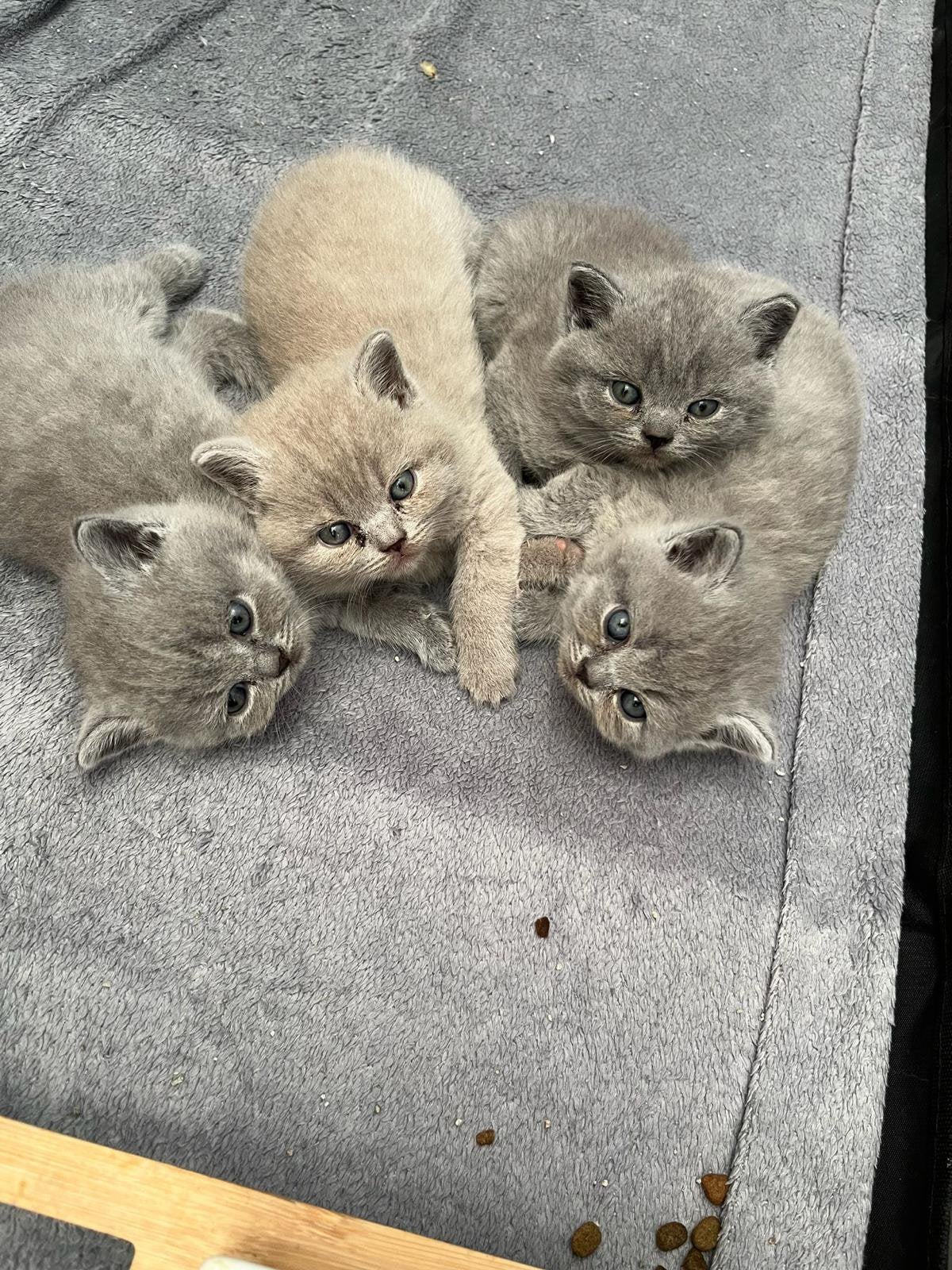 Britse korthaar kittens, Meerdere dieren, Ontwormd, 0 tot 2 jaar