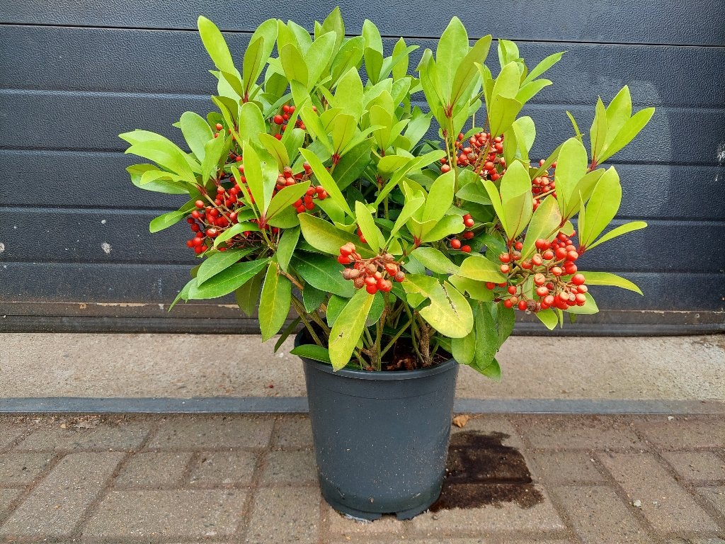 Skimmia Japonica ‘Pabella’ - Wintergroene heester H: 65 cm., Ophalen, Overige soorten, Struik, Minder dan 100 cm