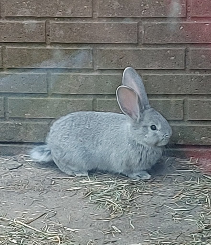 Jonge Vlaamse Reuzen, Dieren en Toebehoren, Konijnen, Meerdere dieren, Groot, 0 tot 2 jaar