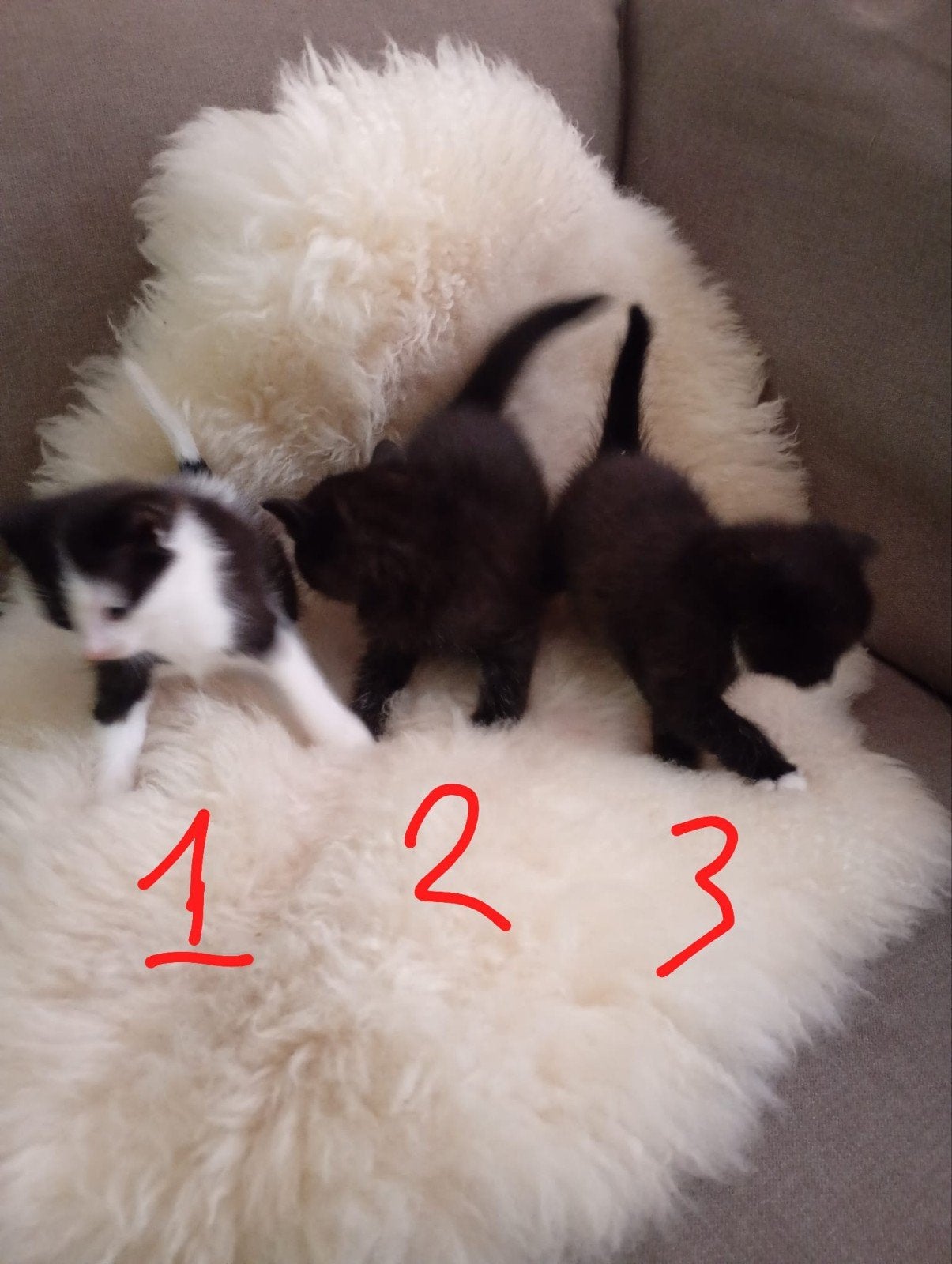 Kittens 5 weken oud, Ophalen