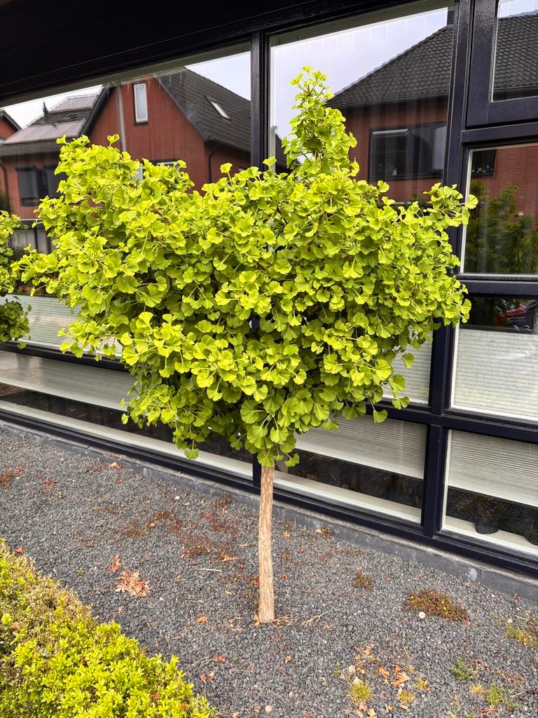 Twee prachtige bolbomen - Ginkgo Biloba, Bloeit niet, Ophalen of Verzenden, 100 tot 250 cm, Volle zon