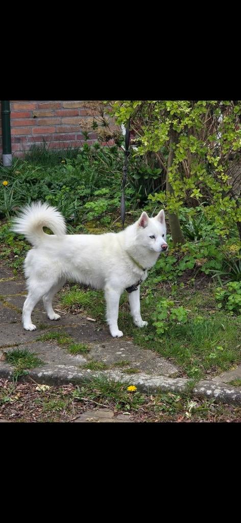 Husky dekking, Nederland, Reu, CDV (hondenziekte), 1 tot 2 jaar