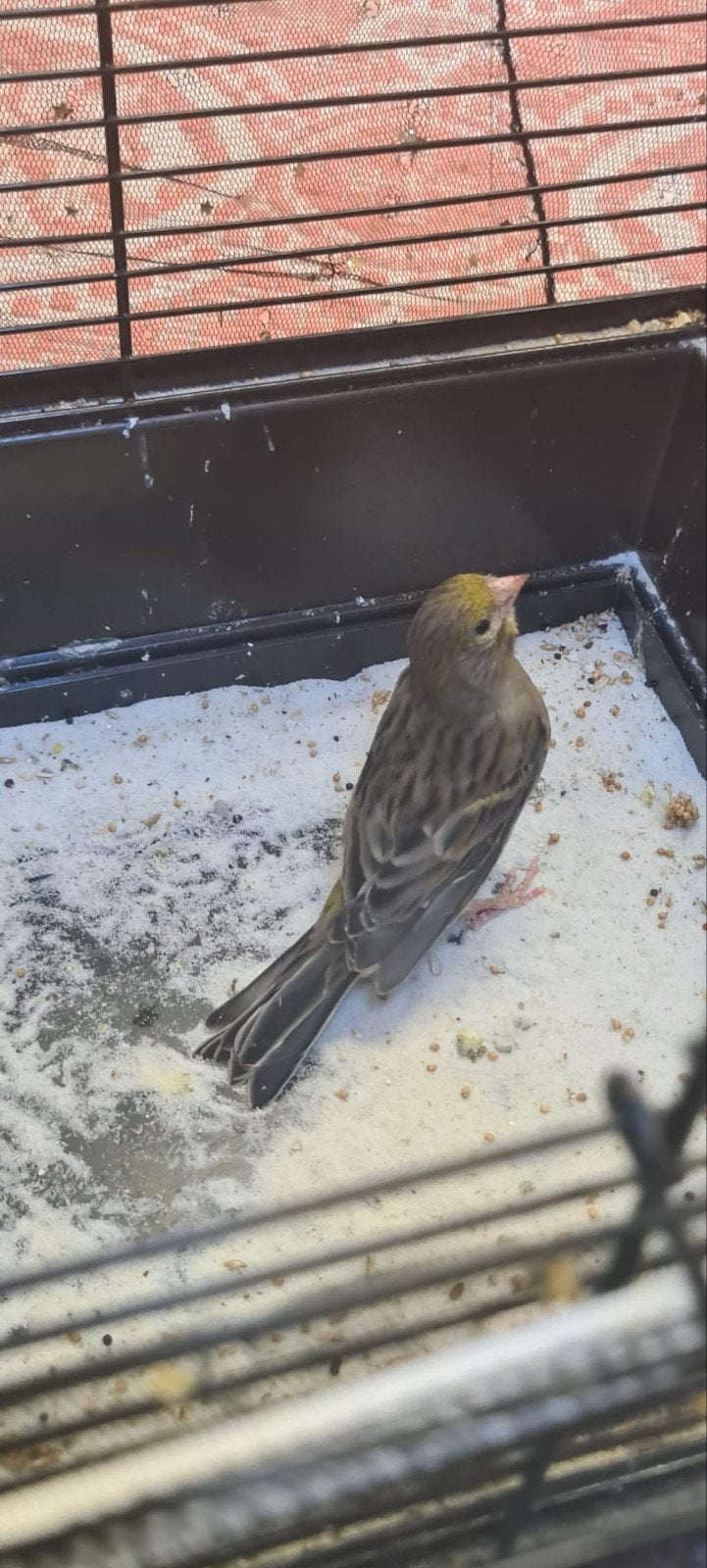 Kanariepop, Dieren en Toebehoren, Vrouwelijk, Kleurkanarie