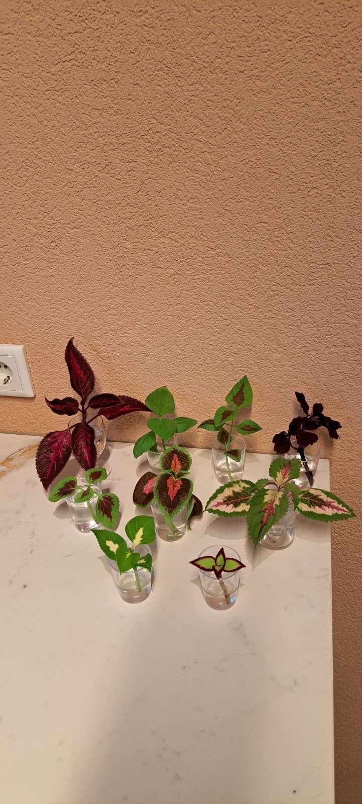 Stekjesbox: 9 felle kleuren coleus (siernetel) stekken., Huis en Inrichting, Bloeiende kamerplant, Ophalen of Verzenden, Halfschaduw